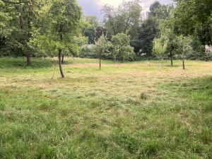 Aktionstag auf unserer Naturschutz-Wiese