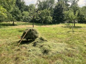 Aktionstag auf unserer Naturschutz-Wiese