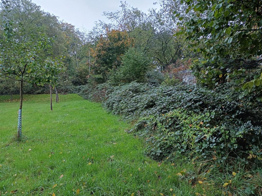 Brombeerhecke auf der Obstwiese am Raffelberg