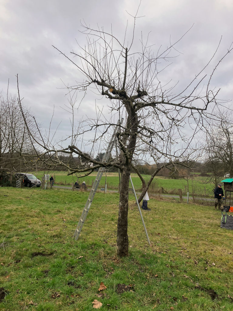Älterer Obstbaum nach dem Schnitt