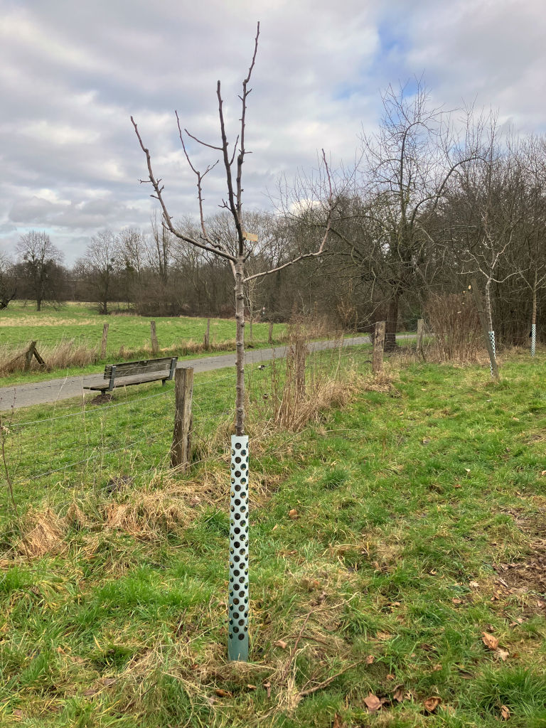 Junger Obstbaum nach dem Schnitt