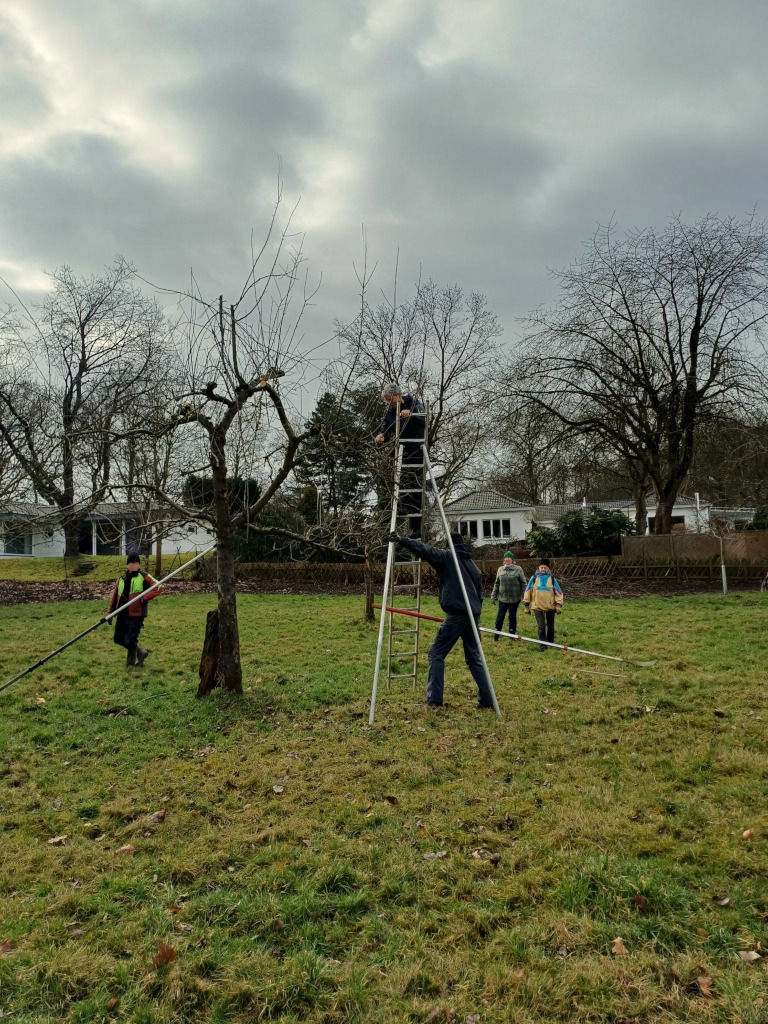 Schnitt älterer Obstbäume