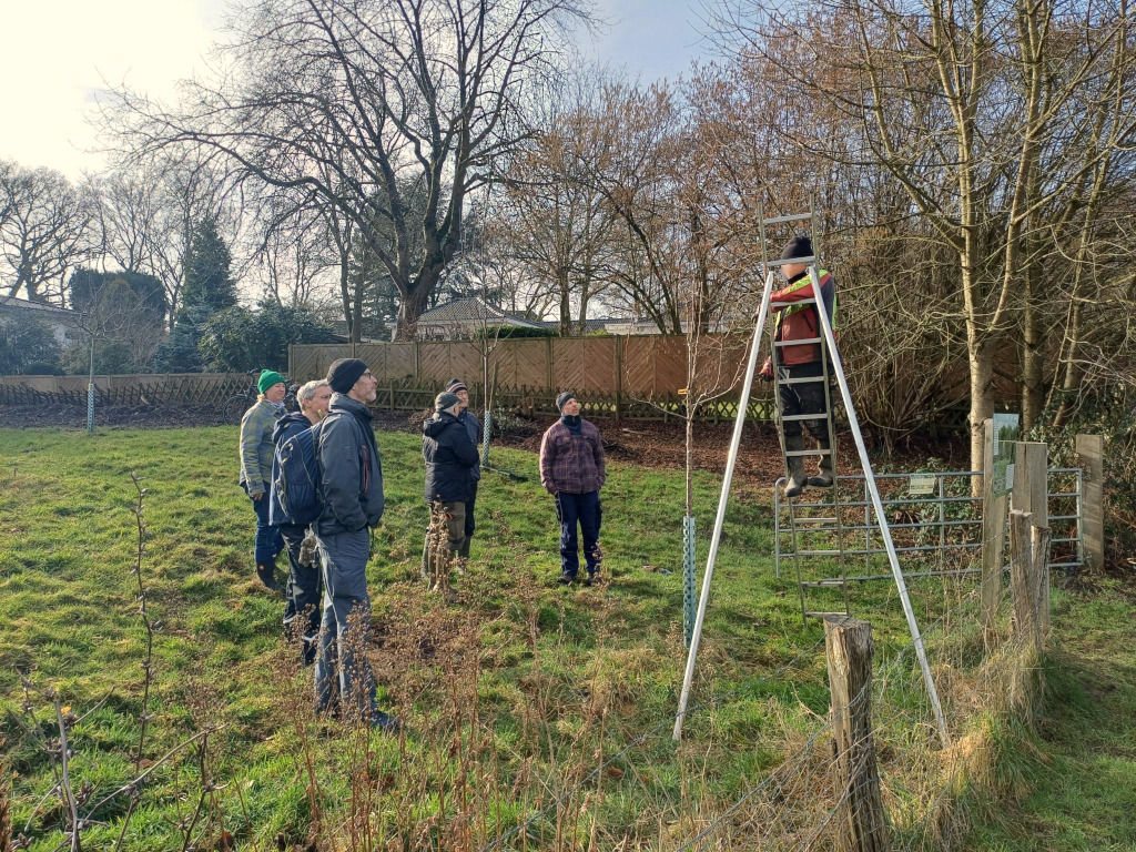 Anleitung zum Obstbaumschnitt