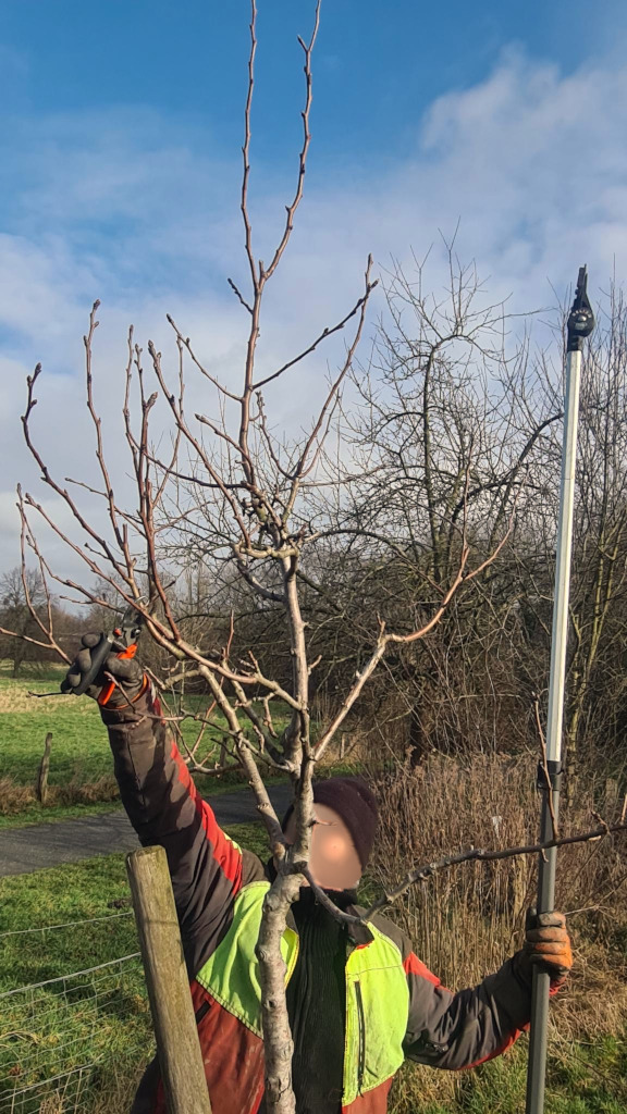 Schnitt eines jungen Obstbaums