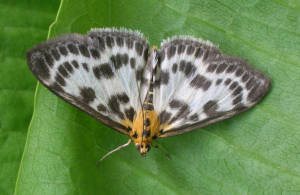 Entdeckertage: Nachtfalter beobachten 🦋