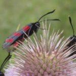 Entdeckertage: Pflanzen und Insekten🐛