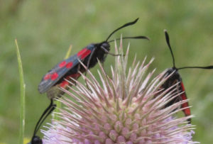 Entdeckertage: Pflanzen und Insekten 🐛