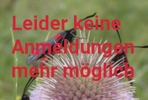 Entdeckertage: Pflanzen und Insekten 🐛