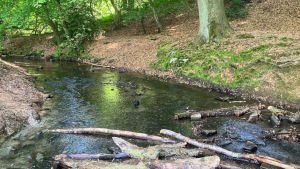 Natur-Entdecker 2026: Rumbachtal